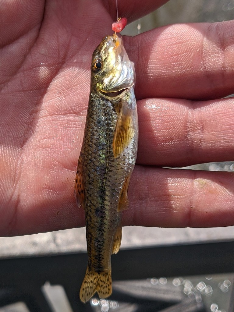 Salgir Gudgeon