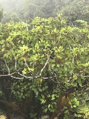 Cheirodendron trigynum