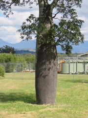 Brachychiton rupestris