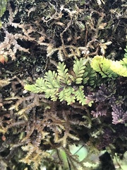 Adenophorus tamariscinus