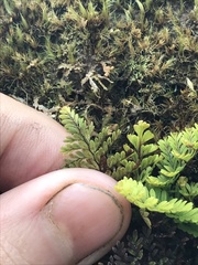 Adenophorus tamariscinus