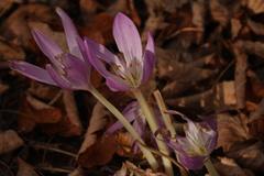 Colchicum woronowii