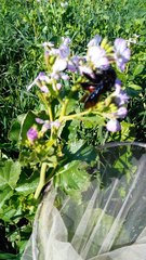 Xylocopa frontalis