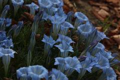 Gentiana sino-ornata