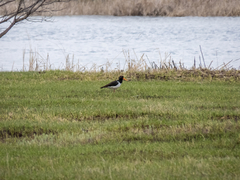 Haematopus ostralegus