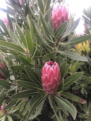 Protea compacta × susannae