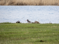 Haematopus ostralegus