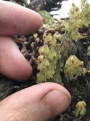Hymenophyllum lanceolatum