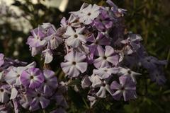 Phlox amplifolia