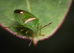 Ocirrhoe unimaculata