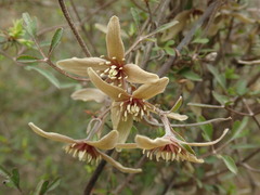 Clematis quadribracteolata