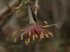 Clematis quadribracteolata