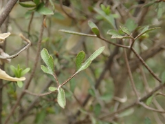 Clematis quadribracteolata