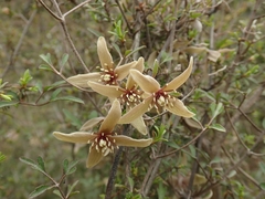 Clematis quadribracteolata
