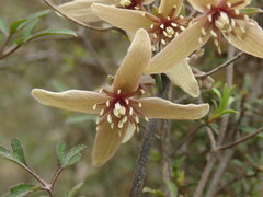 Clematis quadribracteolata