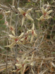 Clematis quadribracteolata