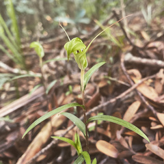 Pterostylis brumalis