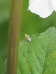 Moissonia importunitas