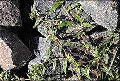 Persicaria prostrata