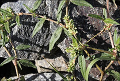 Persicaria prostrata