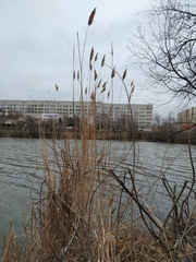 Phragmites australis altissimus