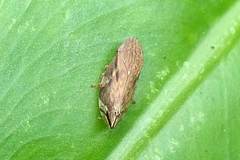 Clovia