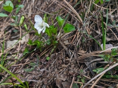 Viola sieheana