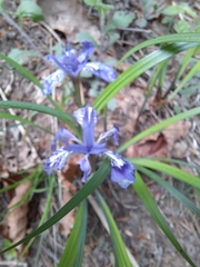 Iris rossii