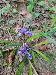 Iris rossii