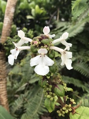 Phyllostegia grandiflora