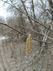 Corylus avellana