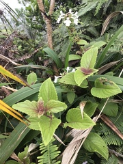 Phyllostegia grandiflora