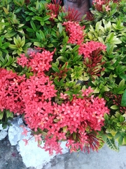 Ixora coccinea
