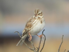 Passerculus sandwichensis princeps
