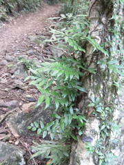 Arthropteris tenella