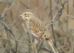 Passerculus sandwichensis princeps