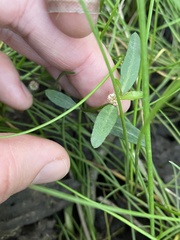 Alternanthera denticulata