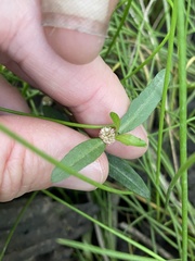 Alternanthera denticulata