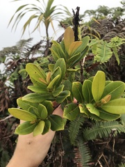 Syzygium sandwicense