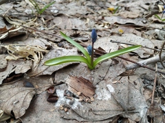 Scilla siberica