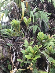 Syzygium sandwicense