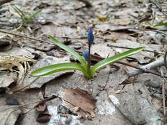 Scilla siberica