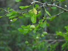 Synostemon albiflorus