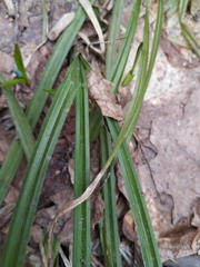 Carex pilosa