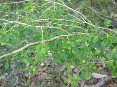 Synostemon albiflorus