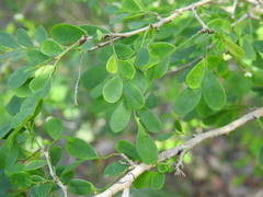 Synostemon albiflorus