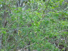 Synostemon albiflorus