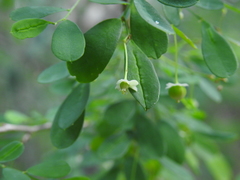 Synostemon albiflorus