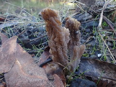 Clavulina tasmanica