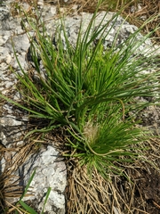 Asphodeline taurica